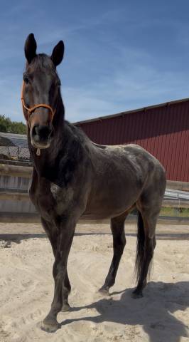 Vente hongre 8 ans (loisir)