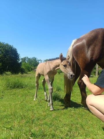 Foal dun