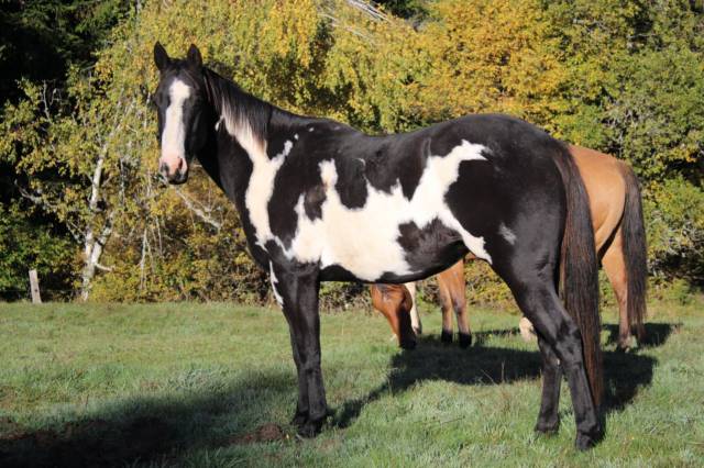 Jument paint horse pp black overo