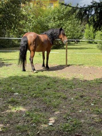 Poney b 