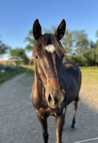 Cheval hongre paint horse apha - 3 ans