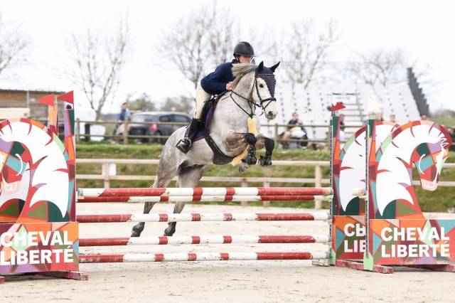 Hongre connemara, 5 ans, 153