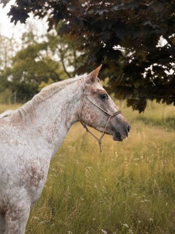 Jument pp appaloosa 3ans 