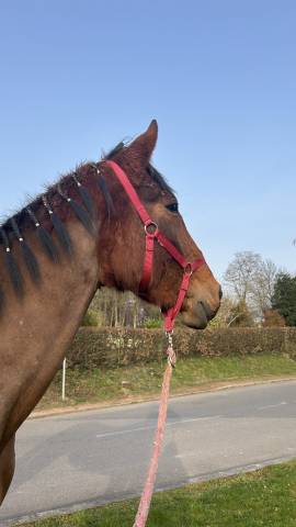 Jument 3ans-vente rapide