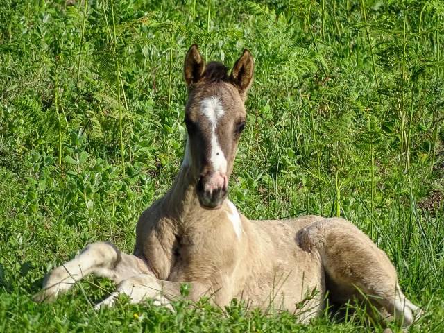 Poulain homozygote tobiano