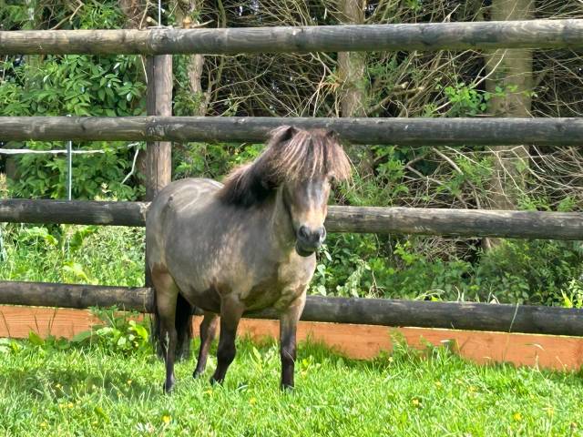 Magnifique ponette de 9 ans