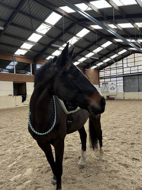 Hongre de 14 ans à vendre pour loisirs