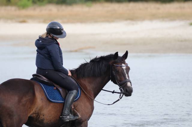 Hongre de 14 ans à vendre pour loisirs
