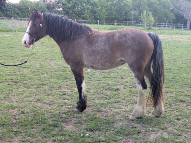 Jument welsh type cob (wtc) 2017