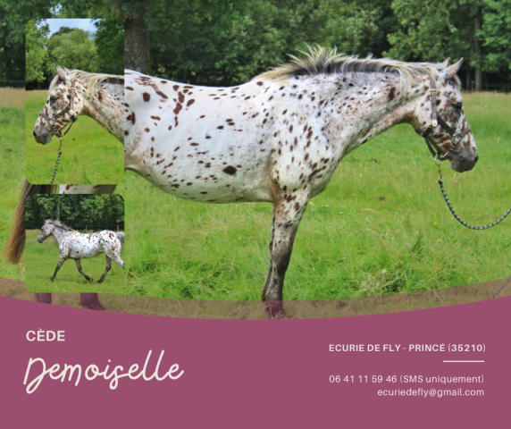 Demoiselle - ponette d