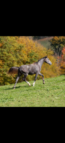 Cheval poulain mâle cso