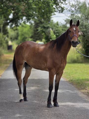 Cheval de loisirs