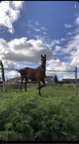 à vendre jument pour élevage / poulinière 