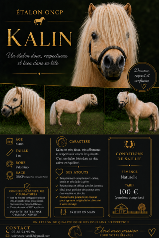 Kalin  : kalin - saillie étalon (shetland oncp) 
