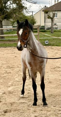 Poulain 1 an