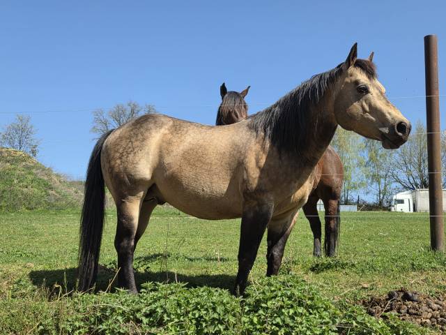 Etalon quarter horse 91% fondation