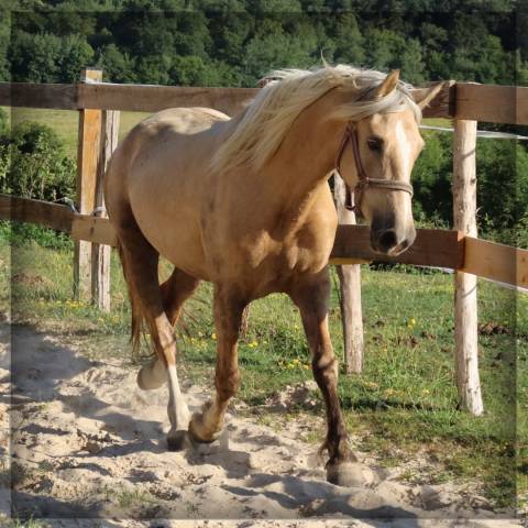 Femelle welsh cob de 3 ans