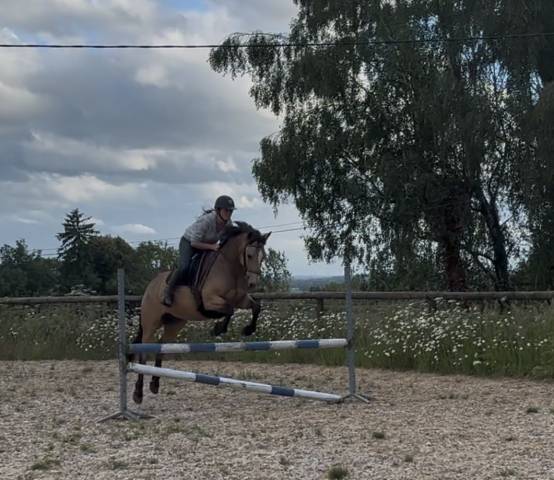 Hongre pfs 8 ans