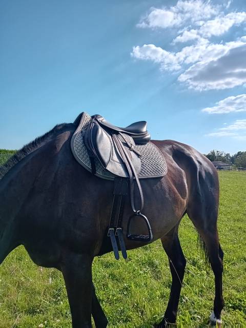 Selle ikonic light horse ball 