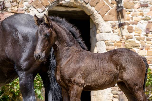 Pouliche frison pp