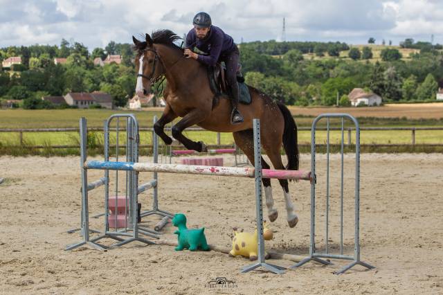 Hongre selle francais 7 ans 