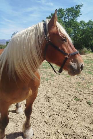 Cheval de trait comtois 9 ans dressé, monté, attelé