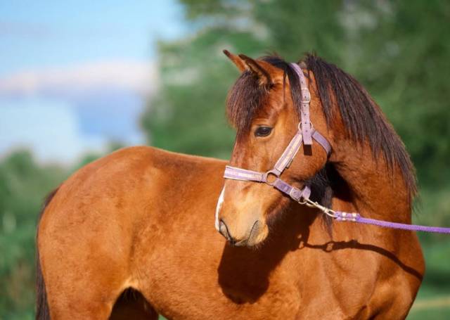 Ponette d 4 ans pfs par quick star 