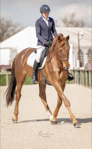 Selle français 6 ans – excellentes origines – cce