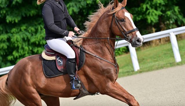 6ans selle français cso