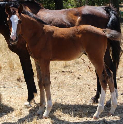 Pouliche sf ulmar mail x fringant de lafage x drakkar 