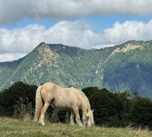 Jument irish cob palomino