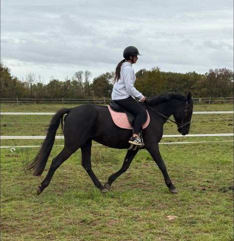 Jeune cheval