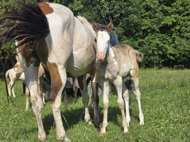 Poulain paint horse