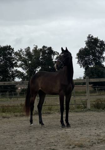Entier de 2 ans selle français 