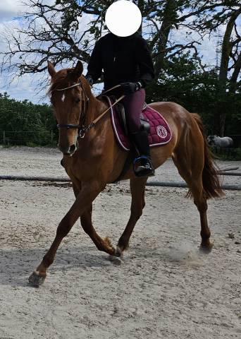 Hongre alezan 4 ans