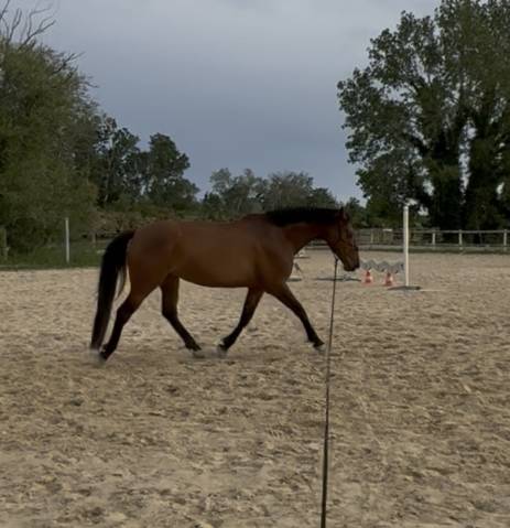 Jument oldenburg pp 5 ans 