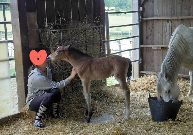 Poulain welsh cob