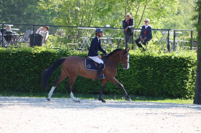 Hongre selle français de 10 ans à vendre 