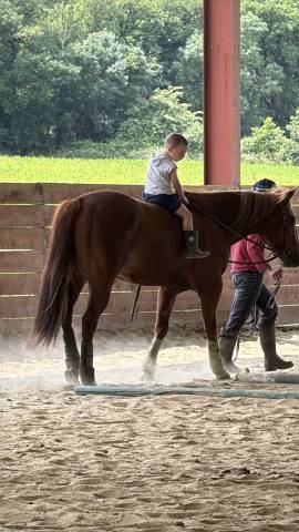 Vend quarter horse de reining