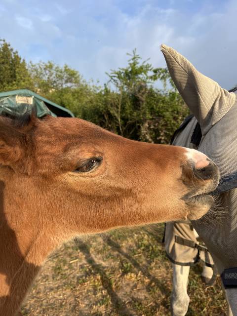 Chic foal par clarimo 