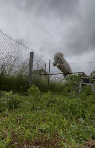 Poney a à louer 
