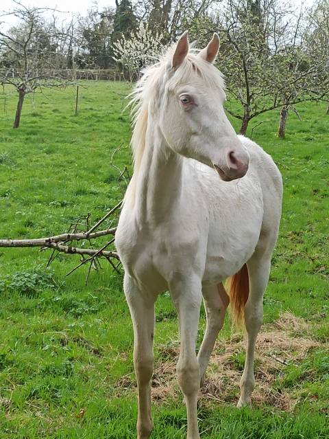 Poulain 1an