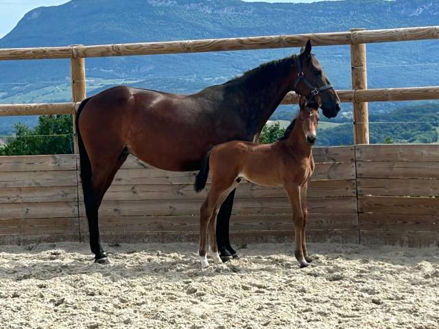 Foal de 2026 - par united touch * raia d'helby