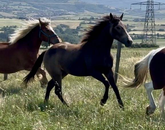 Pouliche qh 