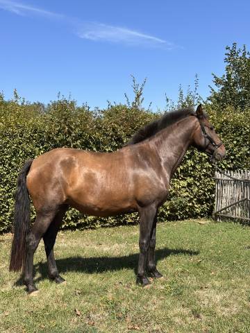 Poulinière lusitanien de 5 ans - rhumba du parc