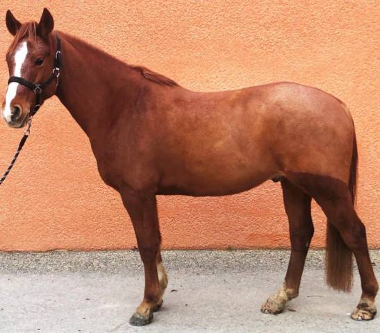 Hopy de bressac 