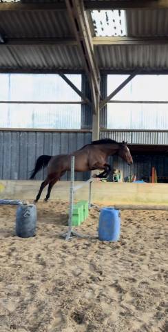 Cheval à vendre