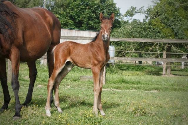 Poulain anglo part bred