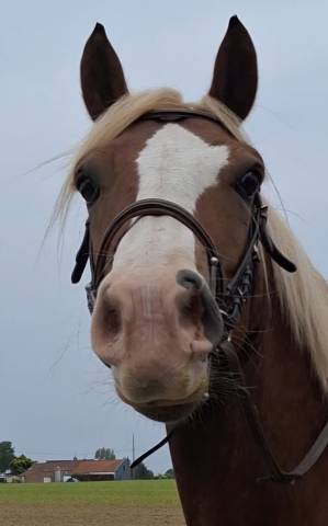 Jument welsh cob 5 ans