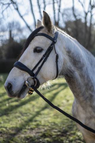 Poney de sport à vendre 